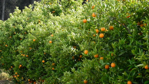Orange Trees Laden With Fruit on Sunny Orchard