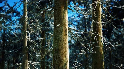 Snow Covered Conifer Forest at Sunny Day
