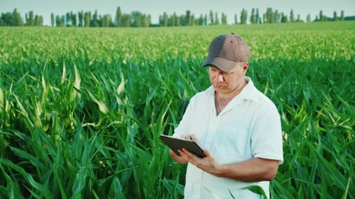 Middle-aged Male Farmer Working on a Field of Corn
