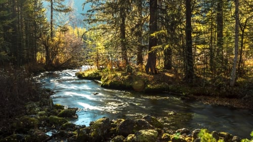 Forest Stream , Green Mossy Rocks