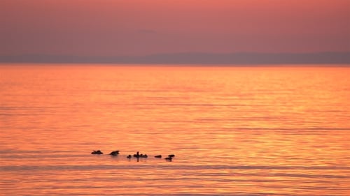 A Flock of Birds Swimming on Lake in Summer