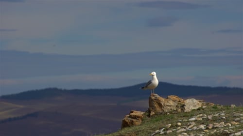 Die Möwe steht auf einem Felsen