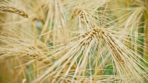 Trockene goldene Weizenohren im Wind,