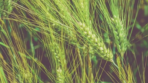 Wheat Lightend on Sunny Day, Motion on Slight Wind