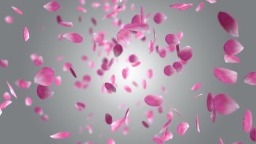 Petal Flower