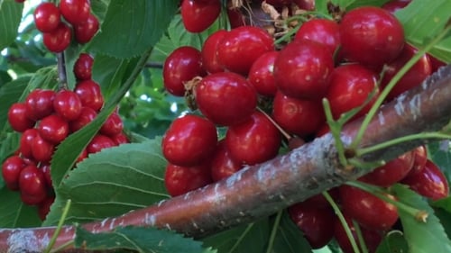 Fruit