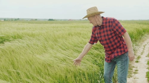 Farmer Inspecting Wheat Crop in a Rural Field