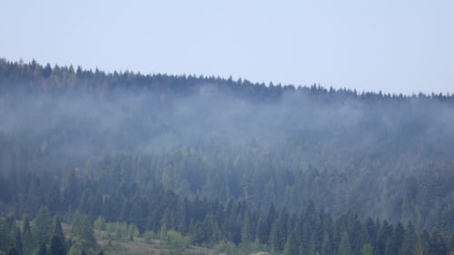 Fog Flowing Across Coniferous Hillside