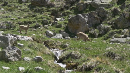 La faune des Highlands