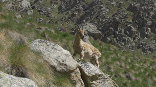 Wild Mountain Goat