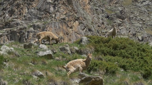 Wild Mountain Goats Grazing in Natural Habitat