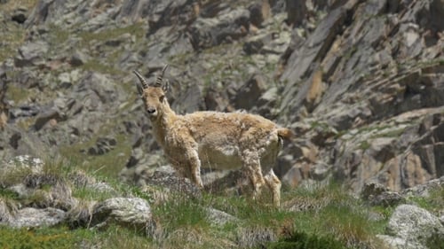 Wilde Ziege auf Rocky Mountain