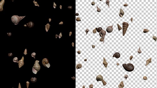Falling Seashells Animation with Transparent Background