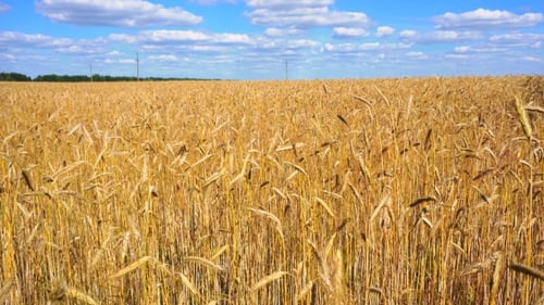 Golden Wheat Field