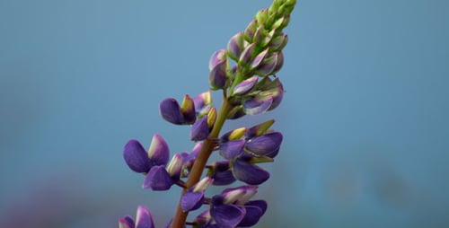 Lupine