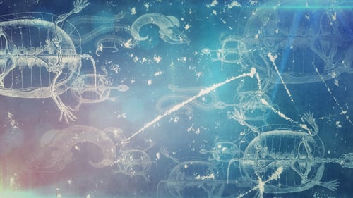 Animated Scientific Blueprint Animal Skeletons Background