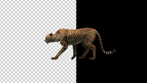 Realistic Cheetah Walking on Transparent Alpha Channel