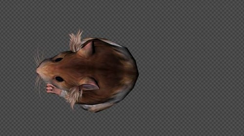 Animated Hamster Moving and Sitting with Transparent Background