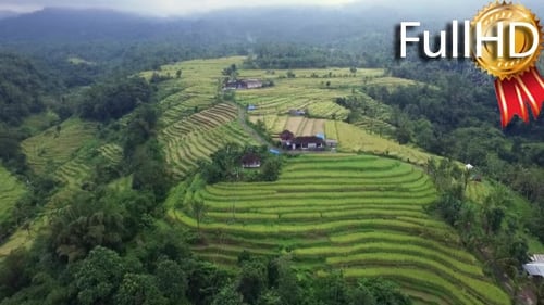 View from Above on Rice Terraces and Fields