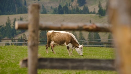 Vaca