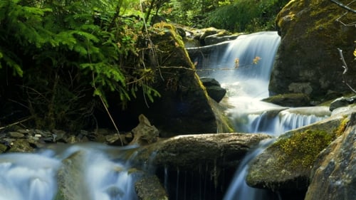Idyllic Waterfall Flowing in a Green Forest