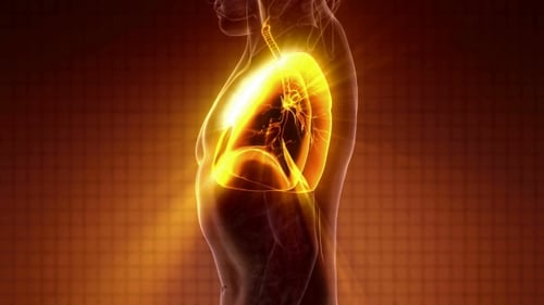 3D Glowing Human Lungs Anatomy Animation for Medical Education