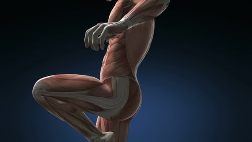 Anatomie der menschlichen Muskeln