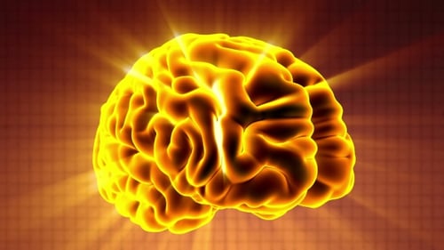 Anatomy of Human Brain