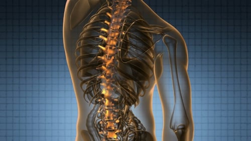 3D Human Spine with Glowing Nerves Medical Animation