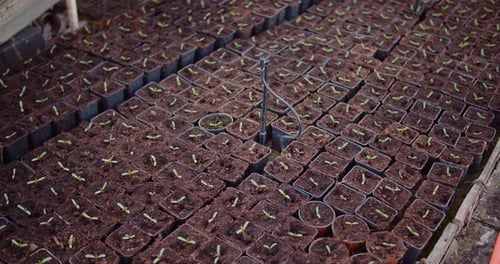 Agriculture - Flower Seedlings in Greenhouse