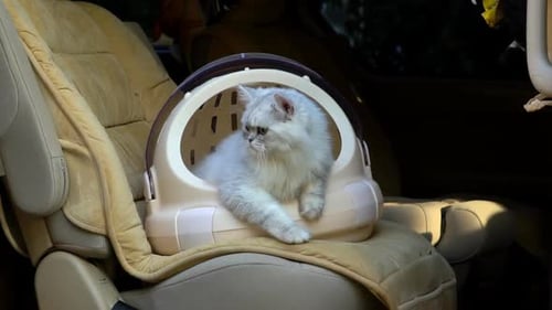 White Cat in Pet Carrier on Car Seat