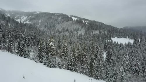 Aerial View of Winter Mountains Covered with Pine Trees. Low Flight Over Snowy Spruce Forest