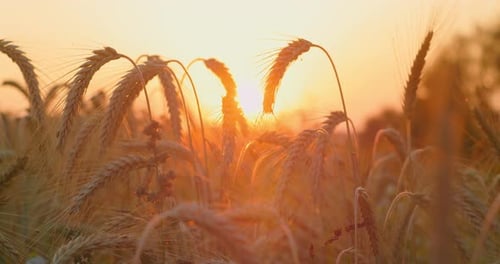 Weizenfeld-Ähren schwanken in Zeitlupe Sanfter Wind Nahaufnahme