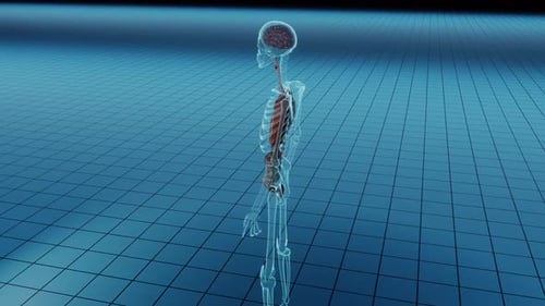 3D Human Anatomy Scan with Glowing Internal Organs