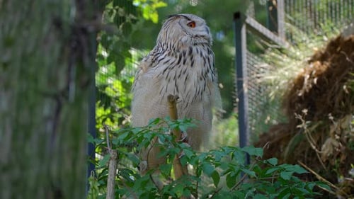 closeup 4k video of a male Siberian eagle owl, a large bird of prey, sitting on a branch and flying