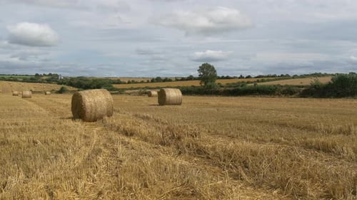 Panorama of hayfields