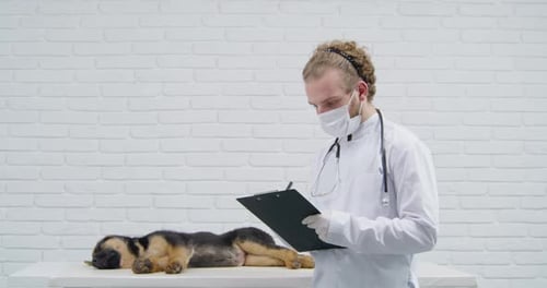 Médico veterinario verifica el estado de salud de un cachorro