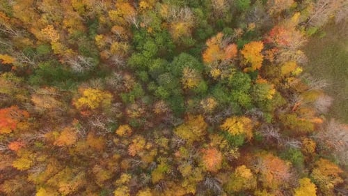 Aerial view of fall foliage on tall hardwoods. Colors of Autumn on woodland near farm fields with fa