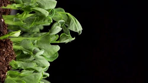 Growing Plants in Spring Time Lapse Sprouts Germination Newborn Pea Microgreen in Black Background