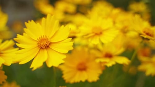 Yellow flowers background