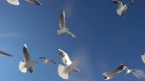 Seagulls Flying Against a Brilliant Blue Sky
