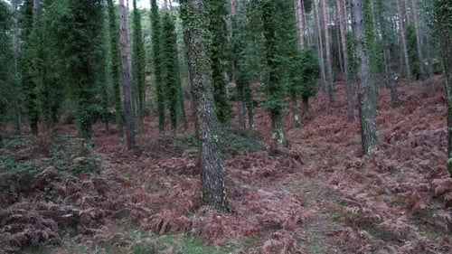 Woodland
