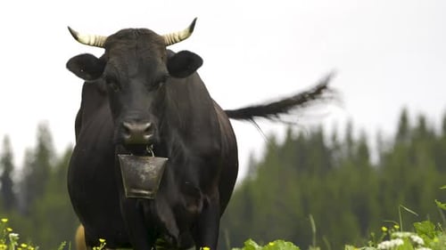 Cows, Funny Cow Chews. The Animal Is Looking at the Camera, Closeup.
