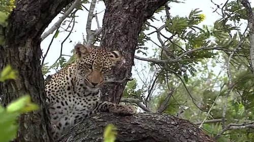 Dans le parc national du Grand Kruger, vous pouvez passer d'une femelle léopard sur une branche d'arbre à une hyène au sol