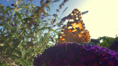 Pull Out Shot of Two Monarch Butterflies Resting on Purple Flowers