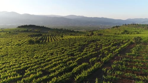 Vineyards, farmland.