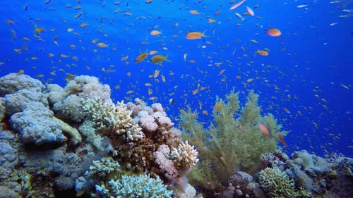 Underwater Sea Fish Tropical Reef