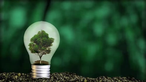 Green Tree Growing Inside Light Bulb for Sustainable Energy Concept