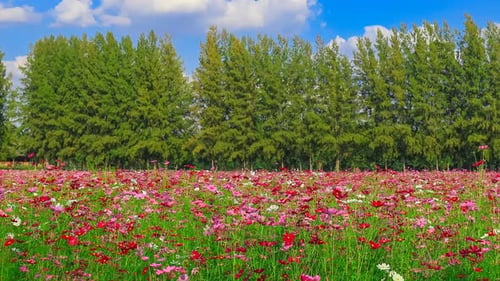 Timelapse of beautiful cosmos field