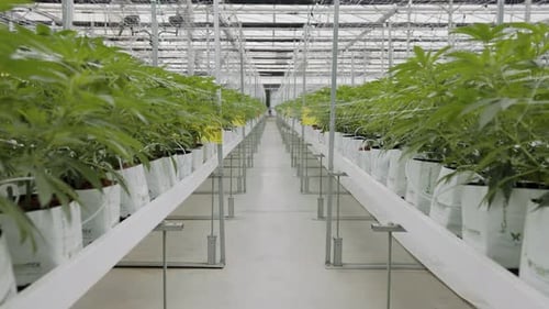 Rows of Plants Growing Indoors in Greenhouse